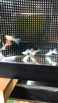 Three Young Pairs of Red and Blue Guppies for Sale