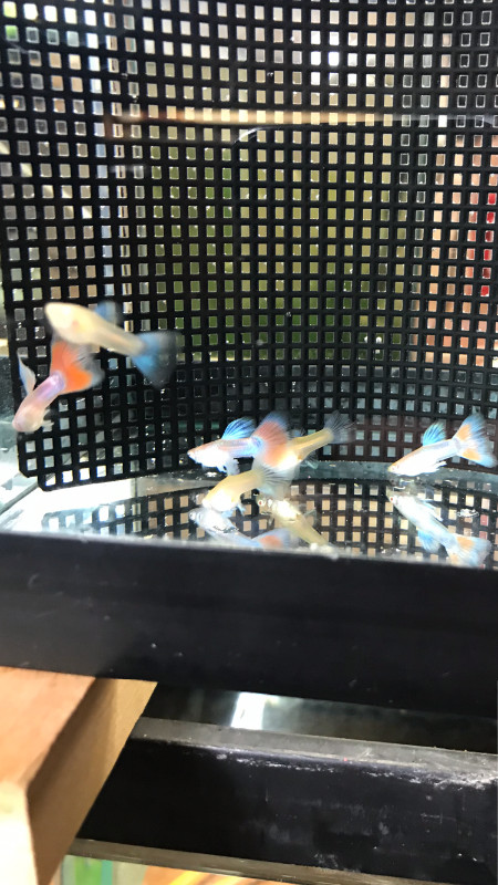 Three Young Pairs of Red and Blue Guppies for Sale in Fish for Rehoming in Oshawa / Durham Region