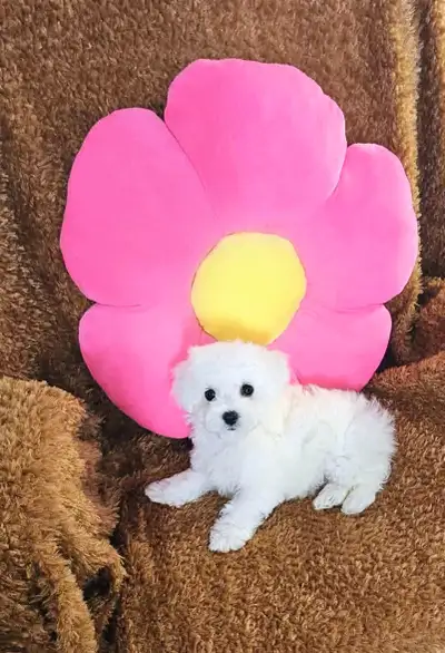 Purebred Bichon Frise puppy (Girl), View more