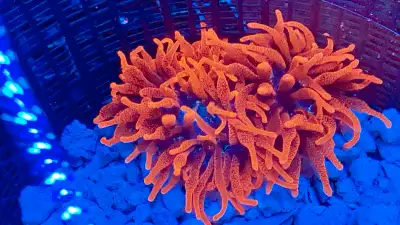 Only a few for sale. 2-3 left. Saltwater Reef Aquarium Coral.