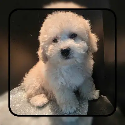 Bichon/Shih Tzu X Poodle Puppy, View more