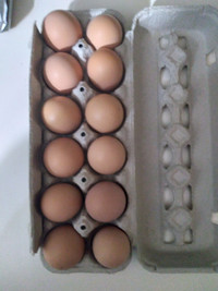 Jersey Giant eggs for hatching. True Jersey's not crossed.