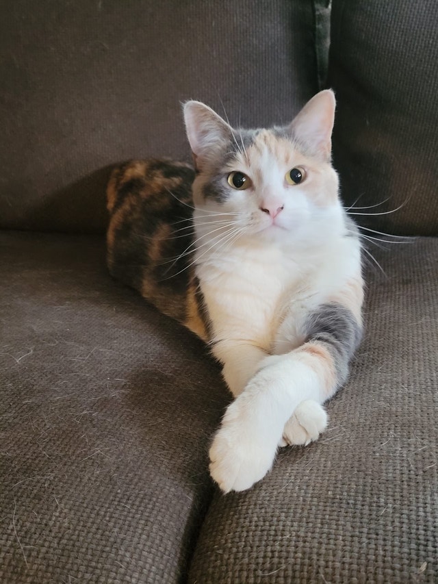 Lost cat in Mt. Pleasant Lost & Found Calgary Kijiji
