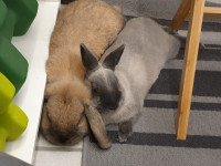 Holland Lop and Netherland Dwarf Rabbits for Adoption