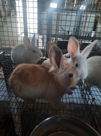 Easter Bunnies For Sale!