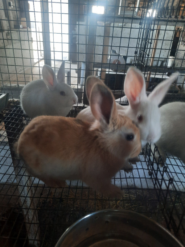 Easter Bunnies For Sale! in Livestock in Chatham-Kent