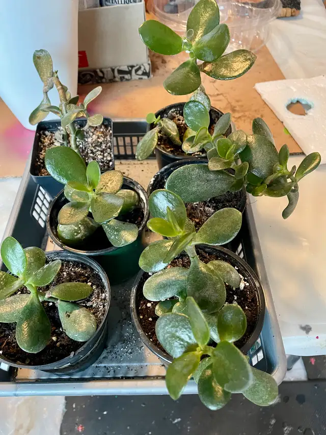 JADE PLANTS63417636007169124