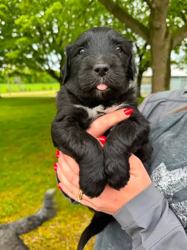 Old English sheepdog cross puppies for sale! in Dogs & Puppies for Rehoming in London - Image 3