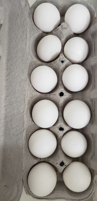 Deathlayer Westfalische Totleger hatching eggs and chicks 