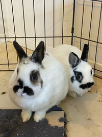 Bonded mother/daughter rabbits