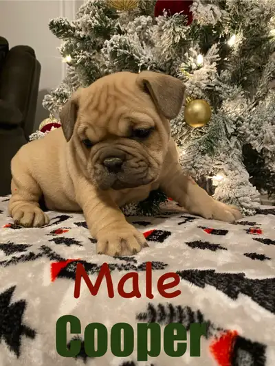 Mini Bulldog Puppies, View more