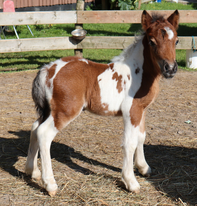 Couple de chevaux miniatures adorable pour zoothérapie ou autre dans Autres animaux à adopter  à Drummondville - Image 3