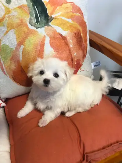 Beautiful Pure Bred Maltese Puppies !These dogs are wonderful companions for adults and children . M...