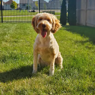 Rehoming 2yr old Male Cockapoo, View more