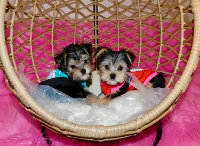 (Small )Yorkies Terrier Puppies, View more