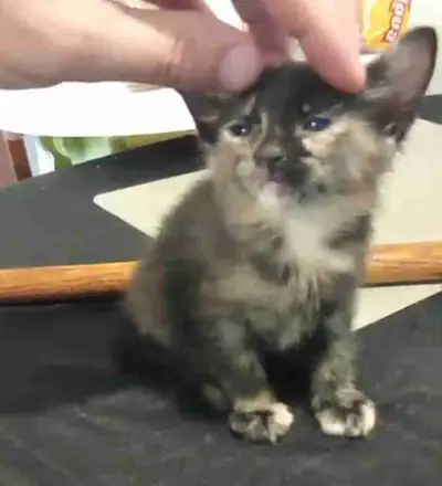 chaton a vendre , View more