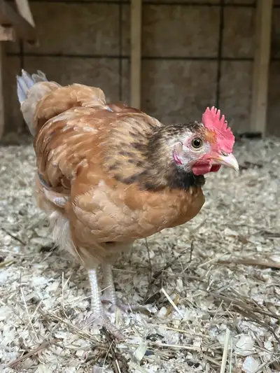 Swedish flower / buff orpington roosters , View more
