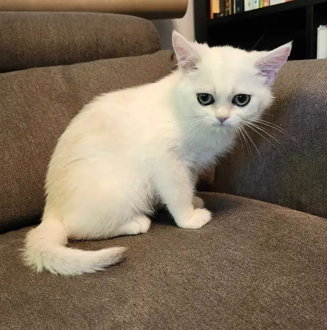 BRITISH SILVER in Cats & Kittens for Rehoming in West Island - Image 2