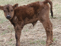 veau/calf angus cow x highland bull