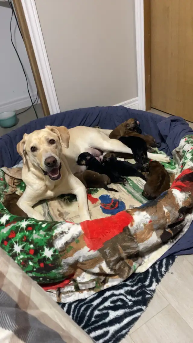 yellow lab, king shepherd, Italian bull mastiff mix puppies in Dogs & Puppies for Rehoming in Barrie - Image 9