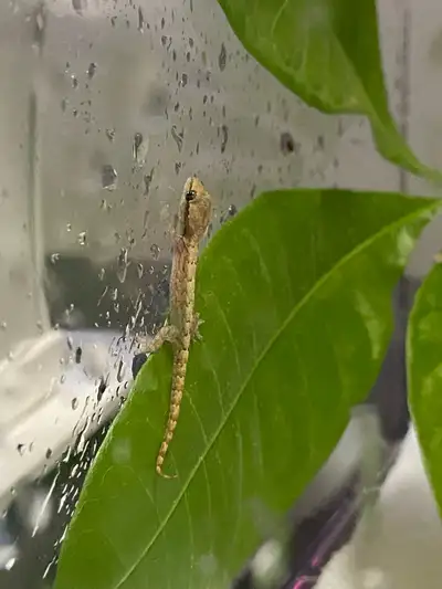 Mourning Gecko Babies, View more
