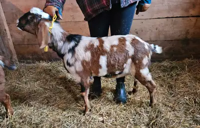 goat herd registered nubian does and buck, View more