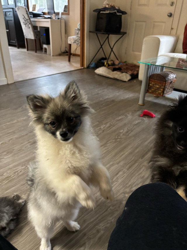 Ckc Pomeranian for sale in Dogs & Puppies for Rehoming in St. Albert - Image 2