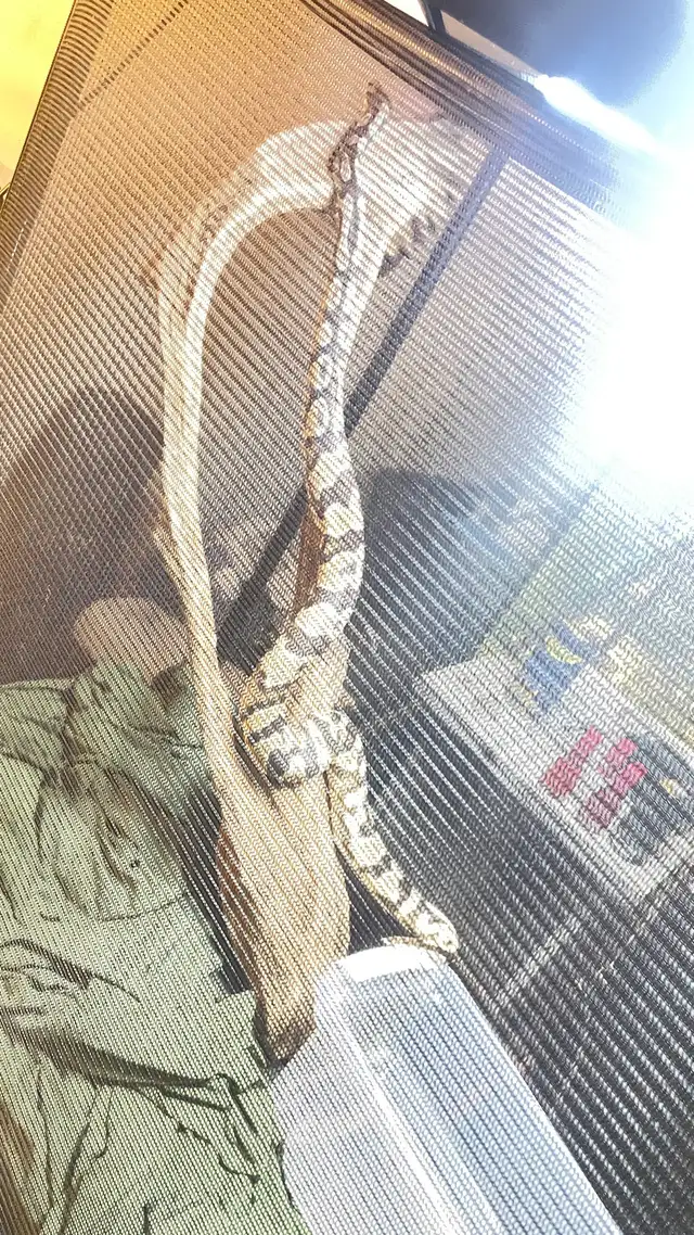 Ball Python with High Handling and Core Snake Display in Reptiles & Amphibians for Rehoming in Ottawa - Image 5
