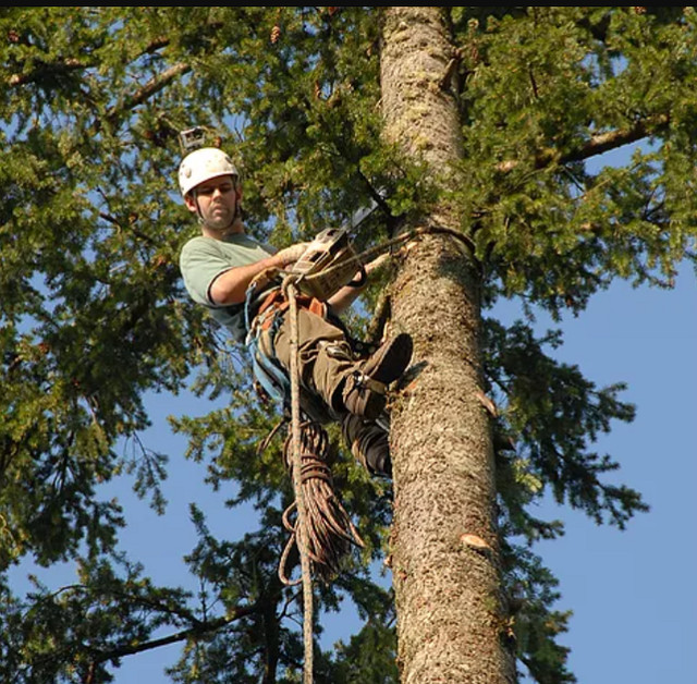 Tree Removal  - Tree Trimming  - Tree Pruning  - Affordable Rate in Lawn, Tree Maintenance & Eavestrough in Oshawa / Durham Region - Image 4