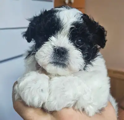 Malshi Puppies, View more