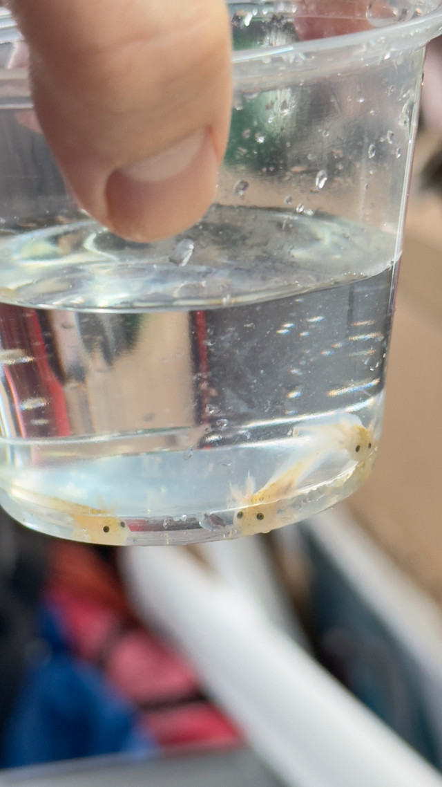 Aquarium Axolotl in Fish for Rehoming in Oakville / Halton Region - Image 3