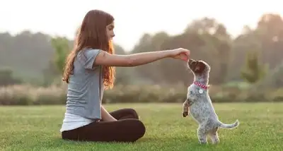 dog obedience training, View more