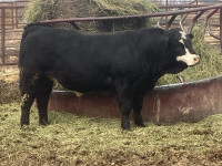 Yearling Bulls For Sale