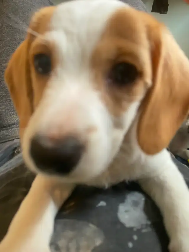 2 female puppies for sale in Dogs & Puppies for Rehoming in City of Toronto - Image 9