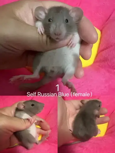 baby fancy rats seeking loving home, View more