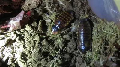 They come in a variety of sizes. Great for amphibians, reptiles, or arachnids. They're even super he...