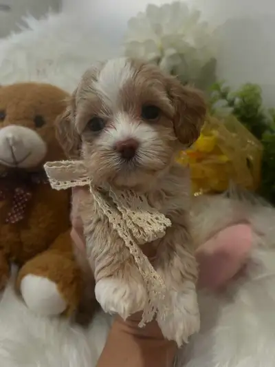 So Adorable toy maltipoo puppies (poodle and Maltese), View more