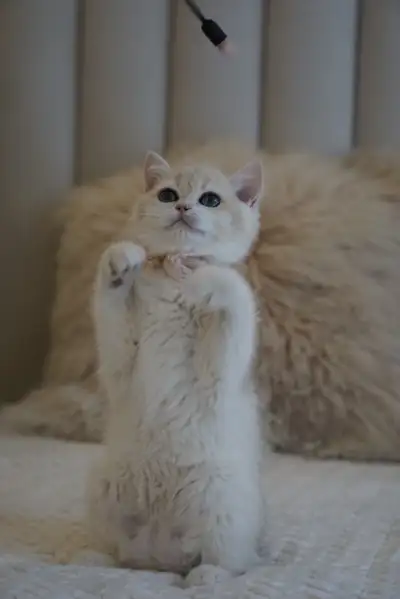 Purebred British Shorthair And Longhair Kittens, View more