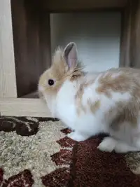 Female rabbit