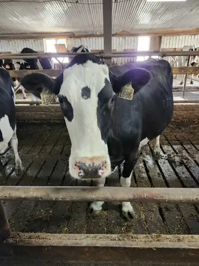 part time milker, View more