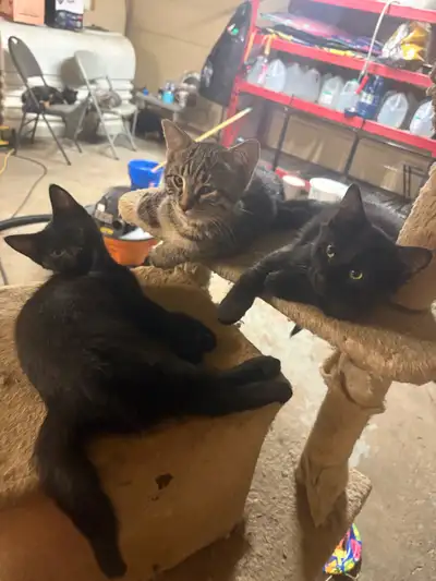 kittens ready for new home , View more