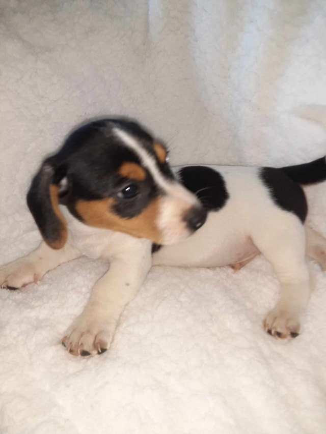 JACK RUSSELL PUPPIES ready to go Dogs & Puppies for Rehoming Truro
