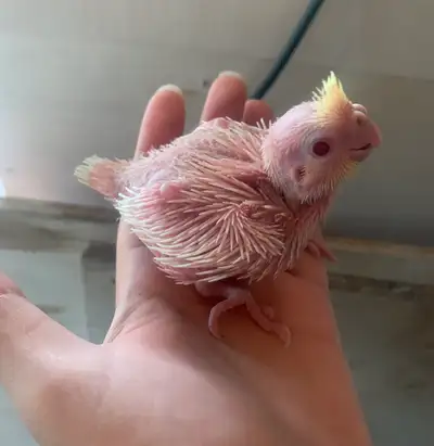 baby albino cockatiel, View more