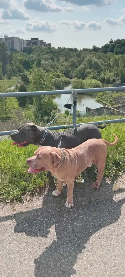 Beautiful female black Cane Corso, named Queen (wife) AND merle Male Cane Corso named King (husband)...