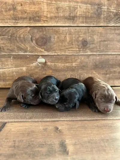 CKC Registered Labrador Retrievers- Reserve today!, View more