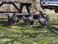 9 barred Plymouth Rock hens
