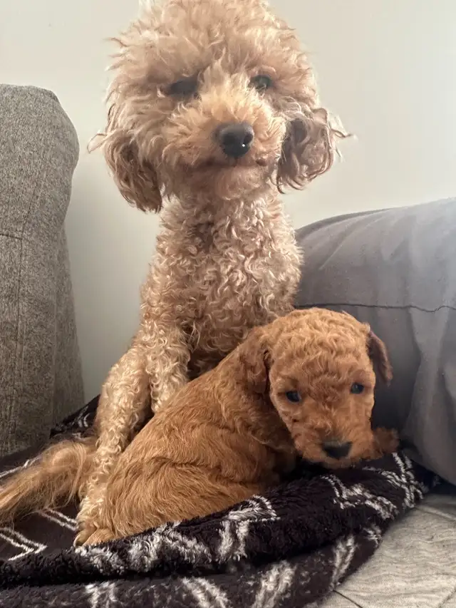 Toy x mini poodles in Dogs & Puppies for Rehoming in City of Toronto - Image 5