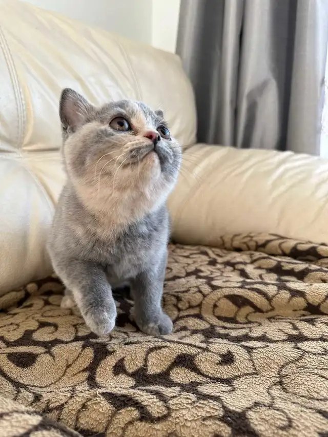 British Shorthair kittens/ chatons, CCA, purebred in Cats & Kittens for Rehoming in West Island - Image 3
