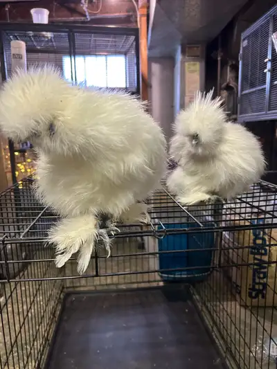 5-6 months old. male and female must go together. Some won't lay until a year old for silkies