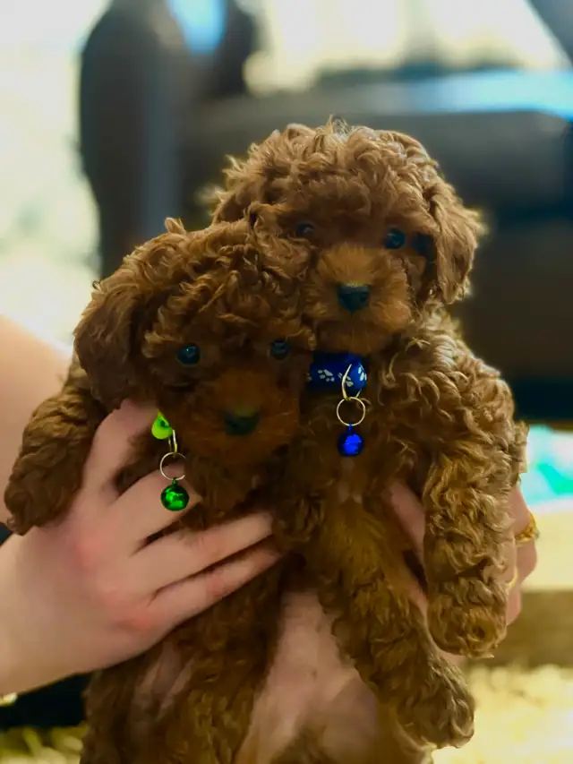 Adorable Red Toy Poodle Puppies in Dogs & Puppies for Rehoming in Hamilton - Image 8